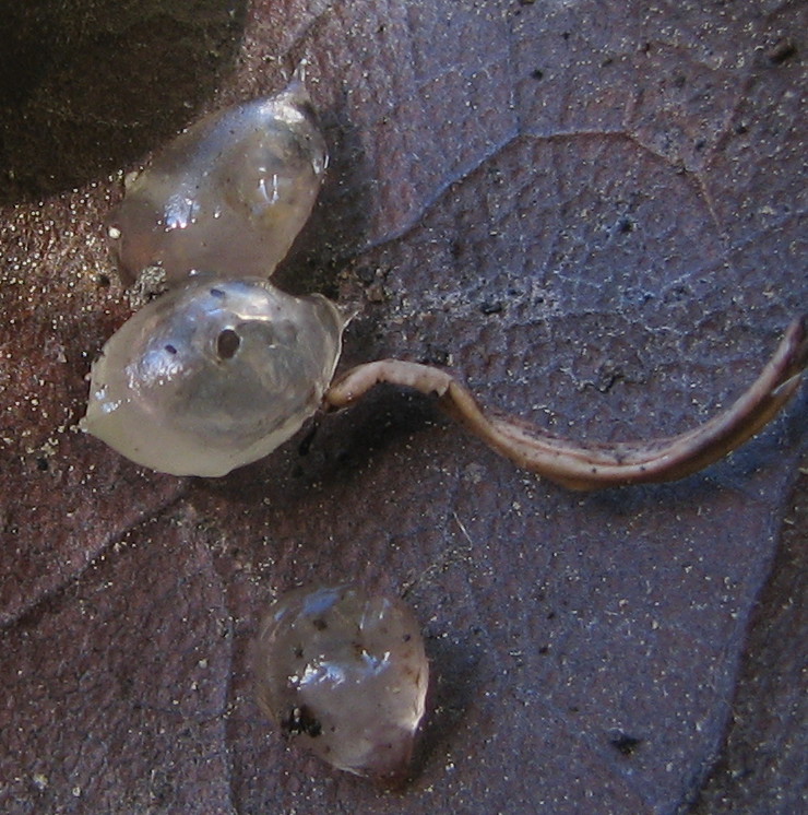 bozzoli ovigeri di lombrichi